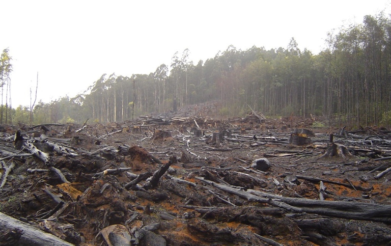 "Deforestation" Lic.CC BY 2.0. Source:https://search.creativecommons.org/photos/